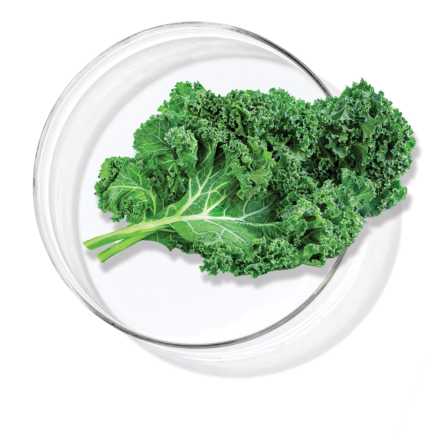 תמצית קייל (Kale Extract)