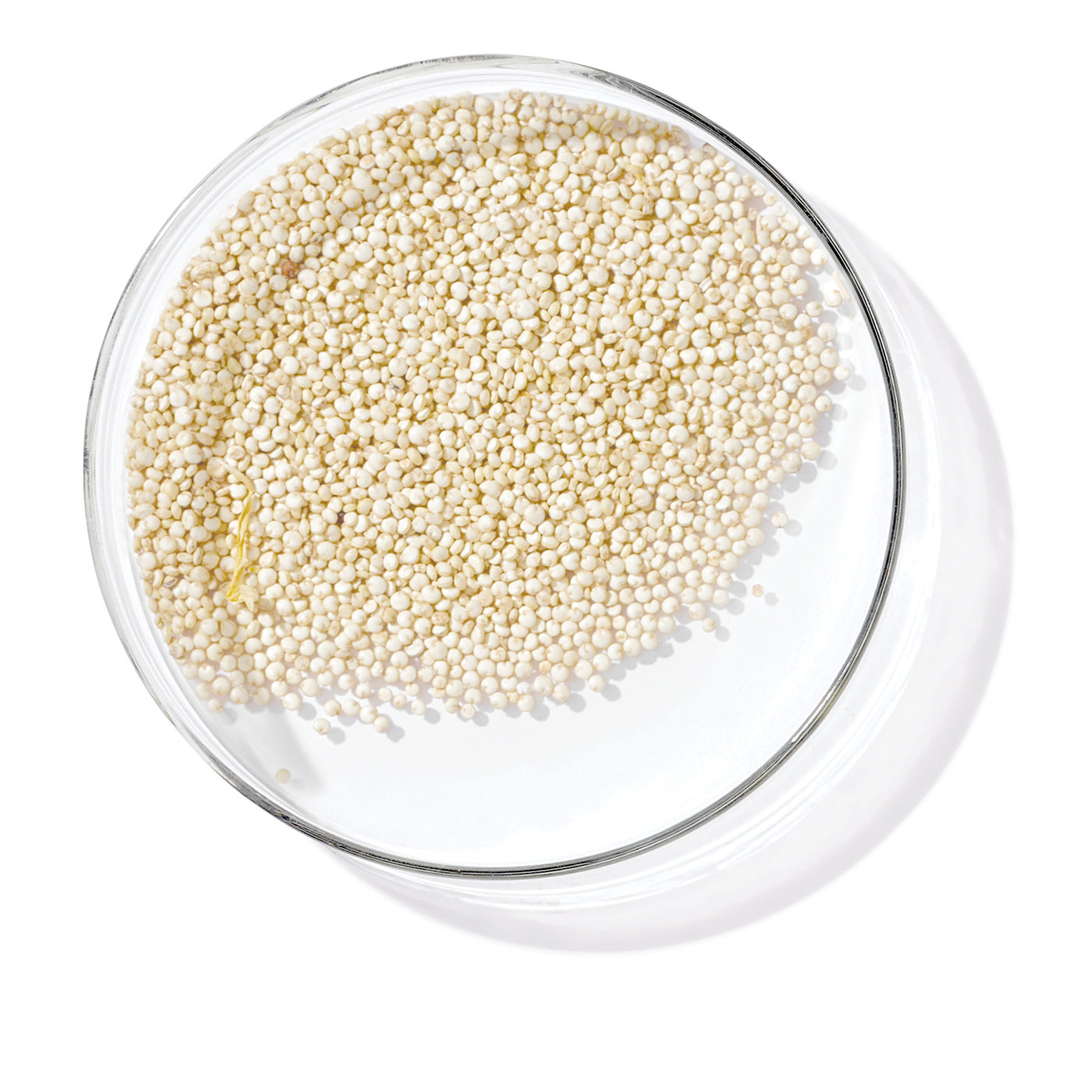 חלבוני קינואה (Quinoa Proteins)