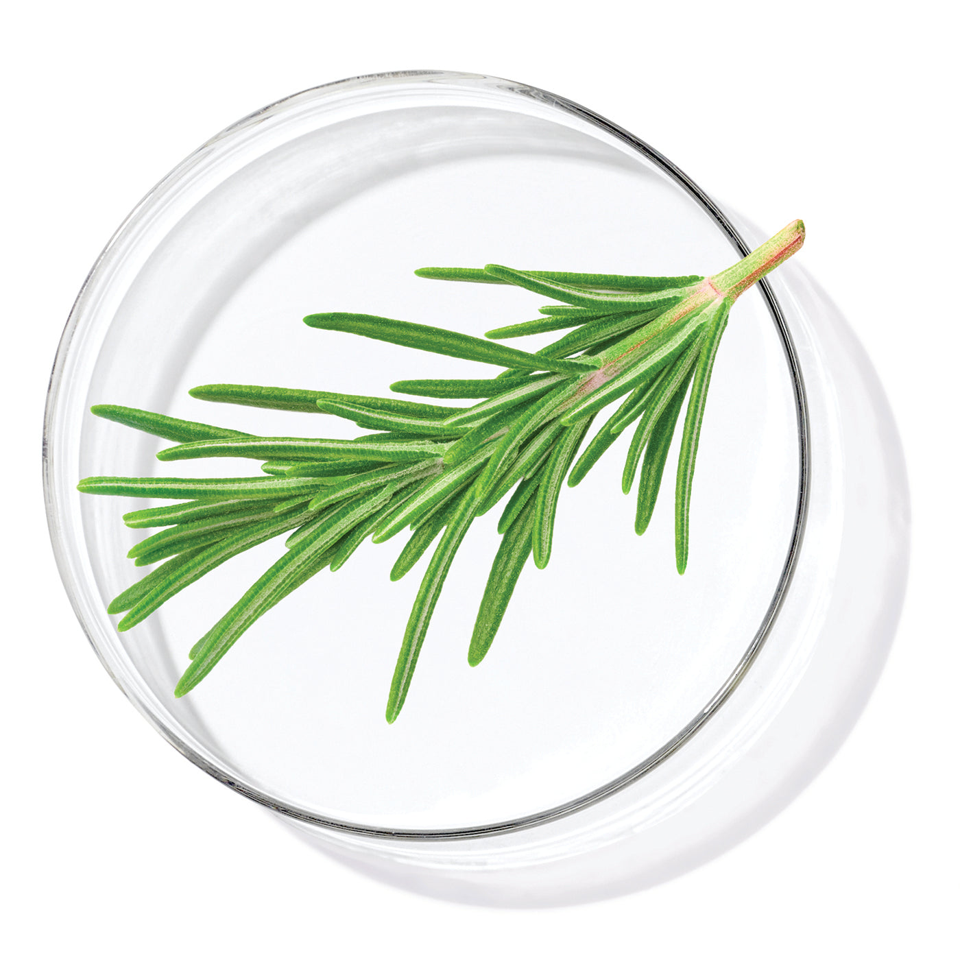שמן עלי רוזמרין (Rosemary Leaf Oil)