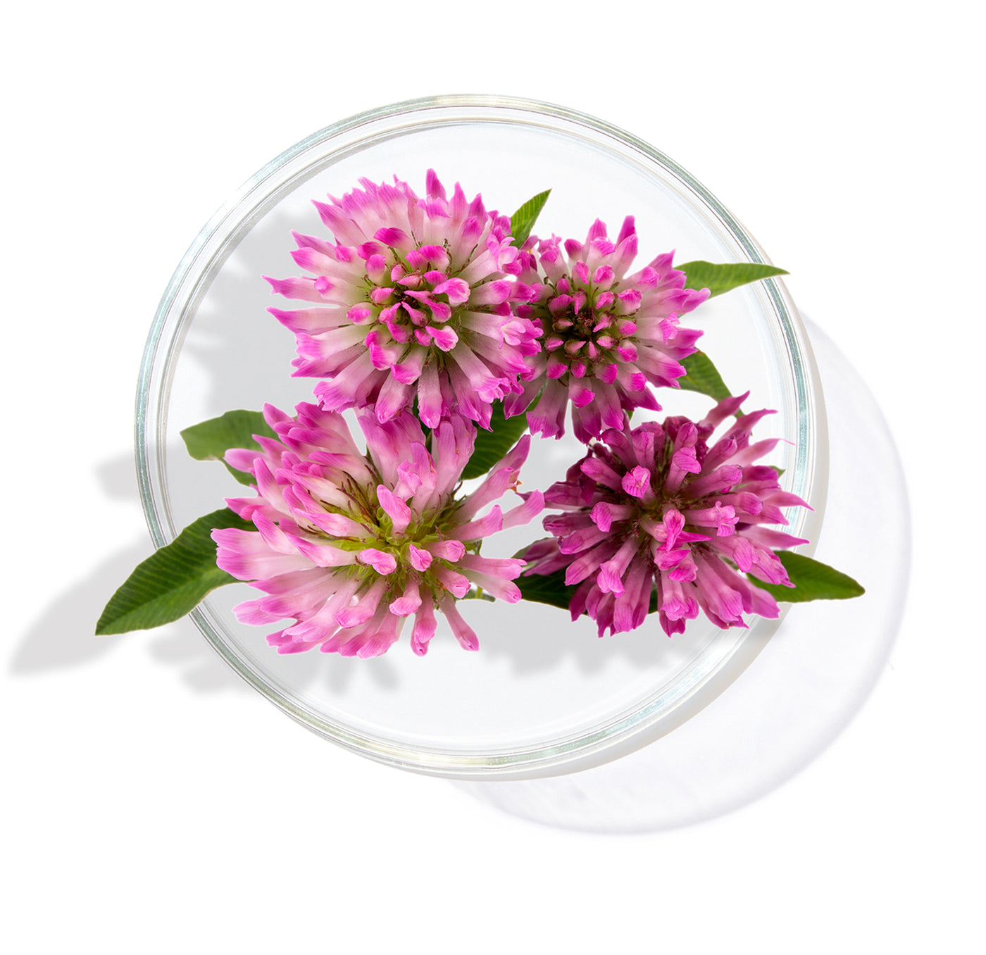 תמצית תלתן אדום (Red Clover Extract)