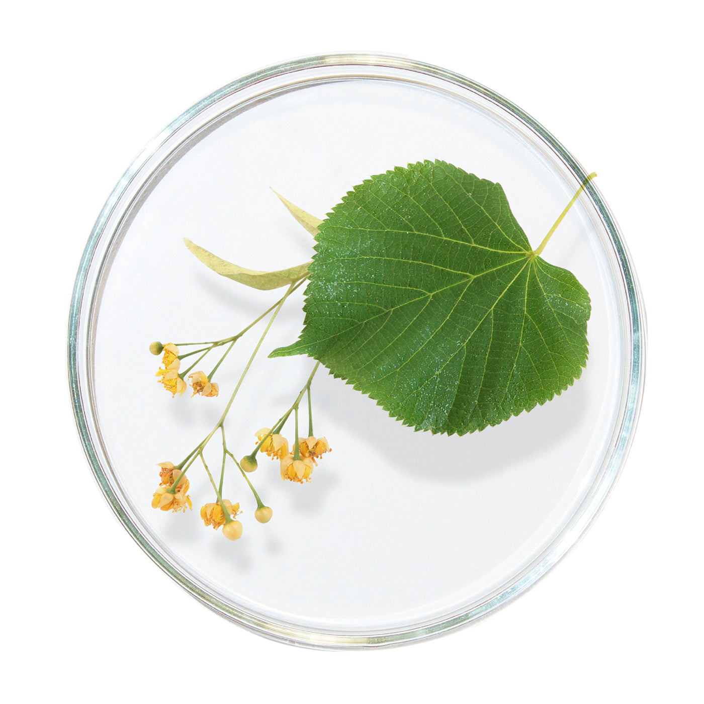 תמצית סרפד לבן (White Nettle Extract)