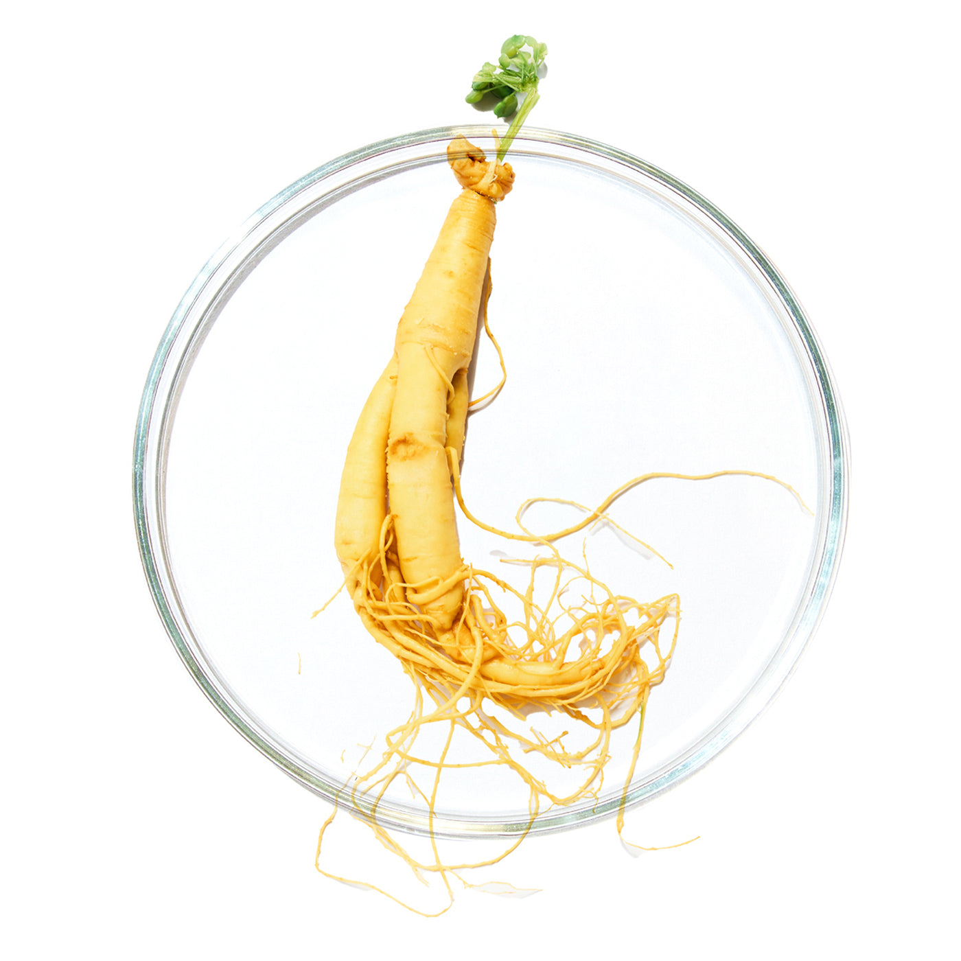 תמצית שורש ג'ינסנג (Ginseng Root Extract)